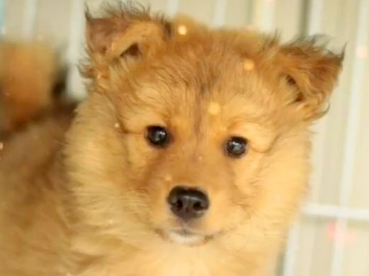 保健所にいた『体が小さくガリガリの赤ちゃん犬』を連れて帰った結果…1年後→思わず感動『泣ける成長』が37万再生「表情が…」「素敵」