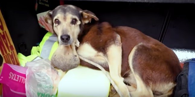 BB弾を撃ち込まれ唾液腺が詰まった犬の保護。幸せに向かって飛び立つ！