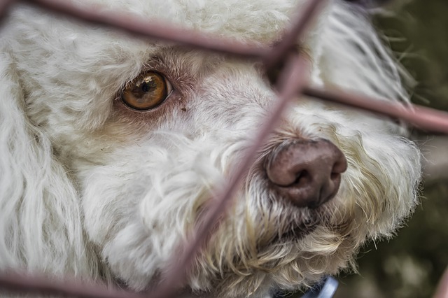 犬猫に負担を強いるペット業界の“すし詰め商法”に環境省が数値規制