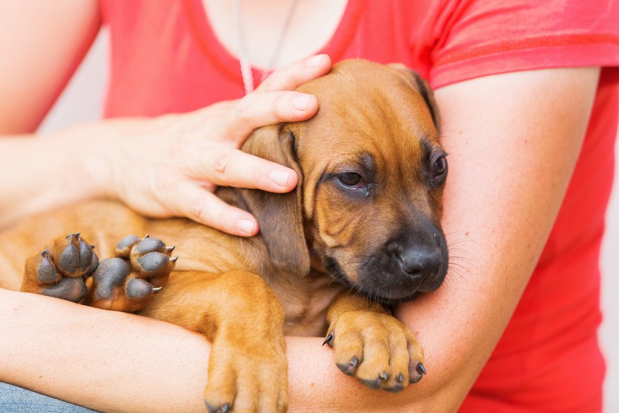 犬にするべきではない『コミュニケーション』３選！こんな接し方をしている飼い主さんは要注意