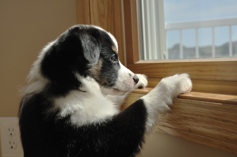 犬を留守番させるときに部屋は明るくしたほうがいい？