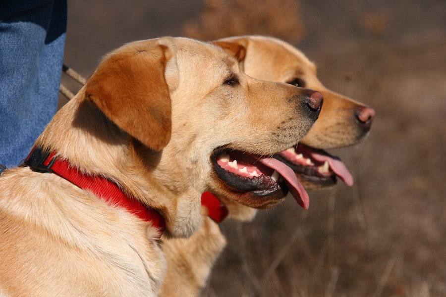 優れた爆発物探知犬になりそうな子犬を判定するための研究