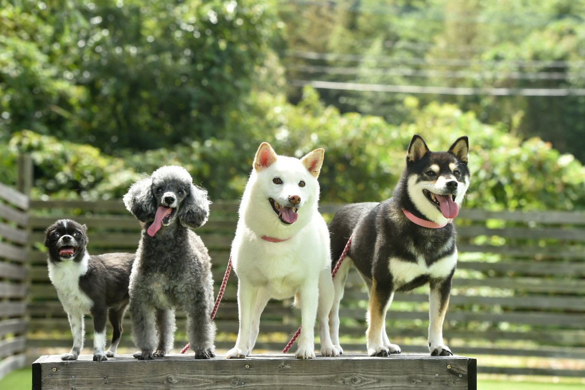 犬種ごとの『平均寿命』とは？長生きしてもらうための秘訣