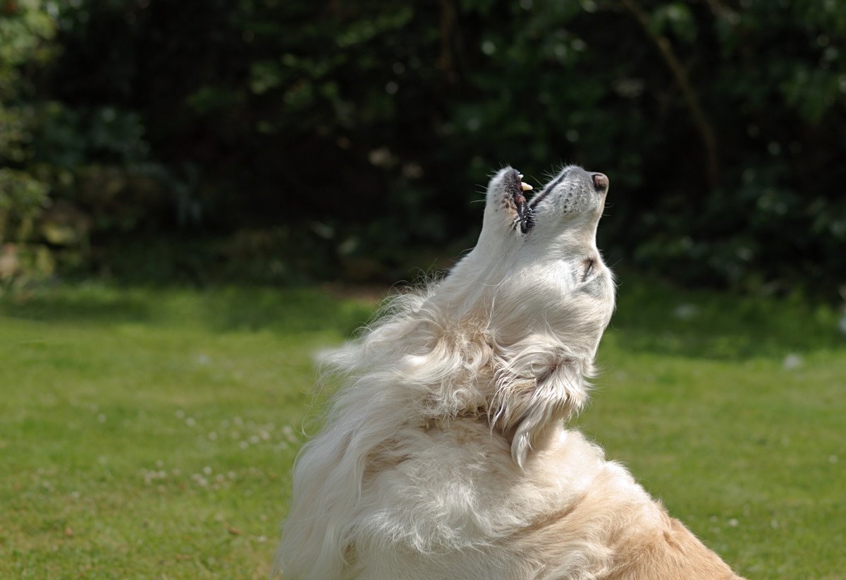 犬が『遠吠え』する理由5選！やめさせたい時にやるべき正しい対処法まで