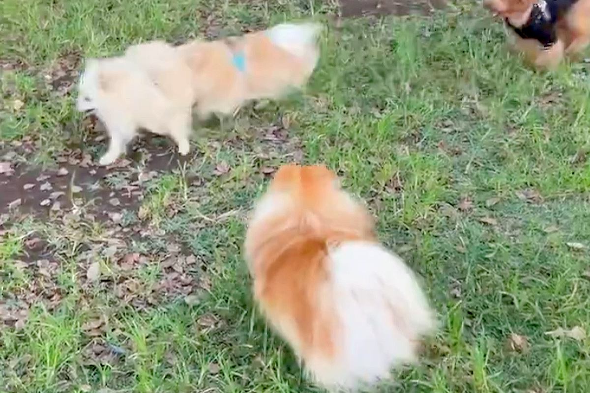 『涙出るほど可愛い』と言われた犬→ドッグランで他のワンコ達の輪に入ろうとして…納得の光景に1万いいね「頑張れー！」「胸がキュッってなる」