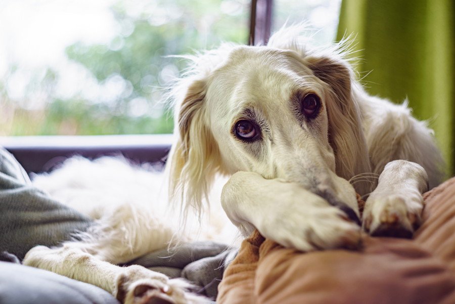 犬のテンションが突然下がる5つの理由　元気がなくなる原因から適切な接し方まで