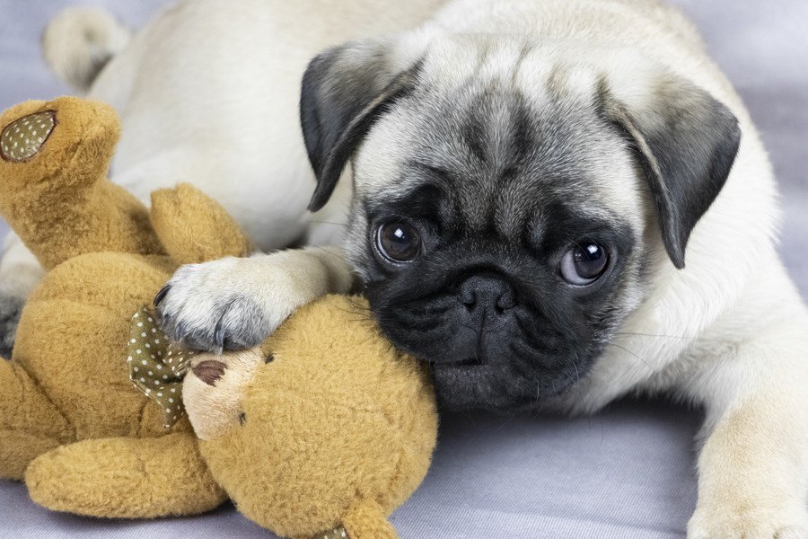 犬が飼い主をバカにしている時の仕草４つ