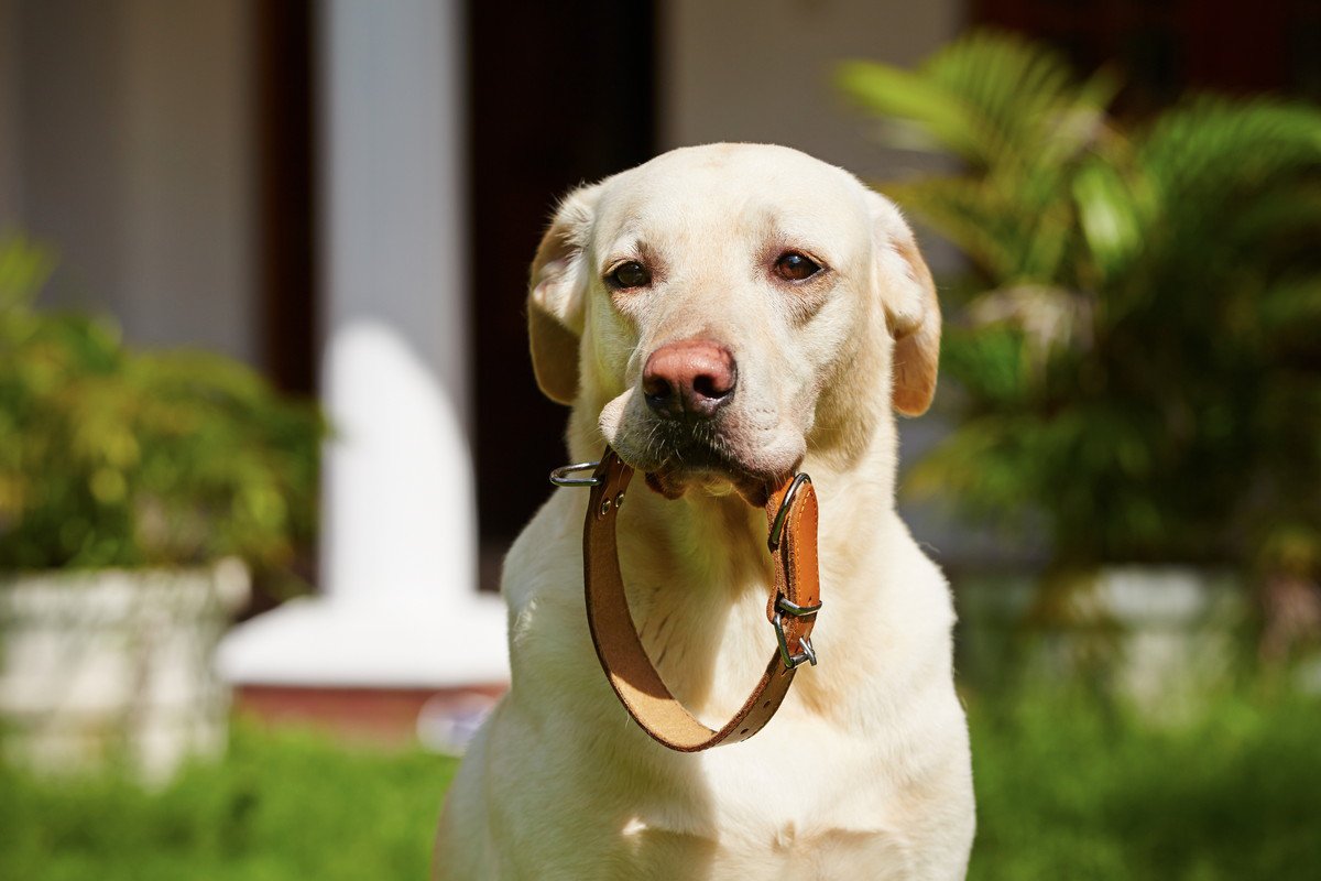 犬が命を落としかねない『首輪』３つの特徴　危険なトラブルを防ぐための適切な選び方とは