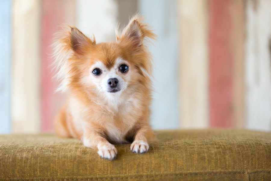 犬が体を痛めている時に見せる仕草５つ