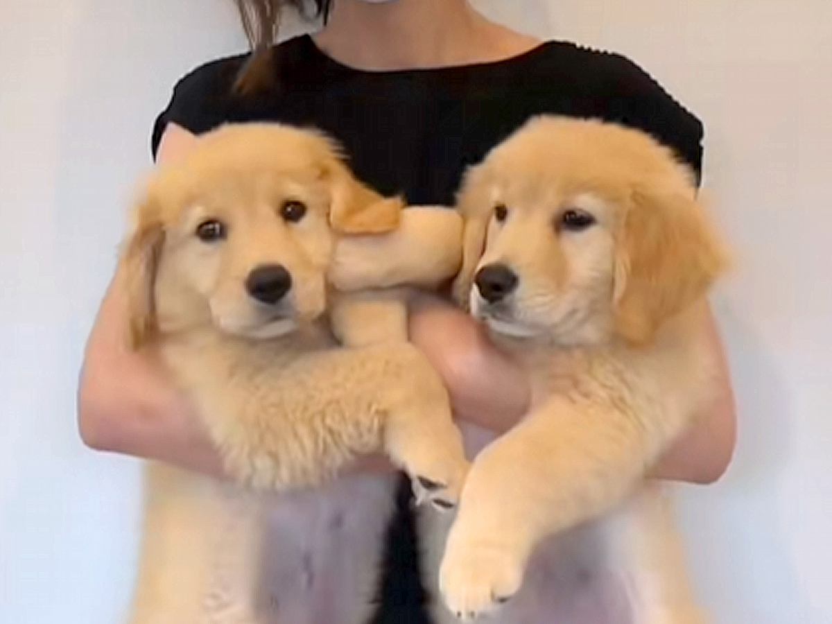 両手で抱えられていた『2匹の大型犬の赤ちゃん』→衝撃の成長を遂げた『7ヶ月後のビフォーアフター』が14万再生「ぬいぐるみ？」「すごい」