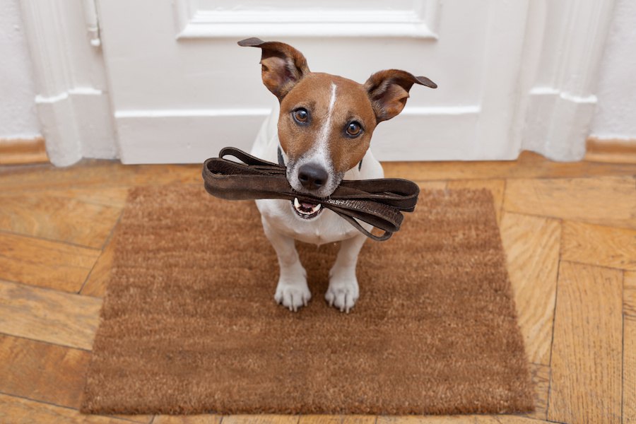 犬が散歩に行きたくてたまらないときにする仕草３つ