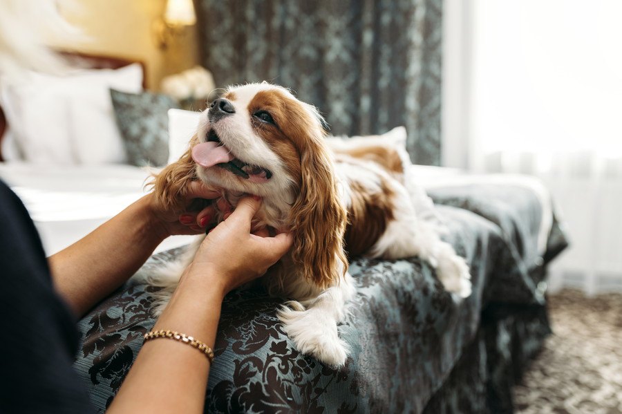 飼い主が寝る前に犬が吠えてしまう理由とは？どうすれば解消できる？