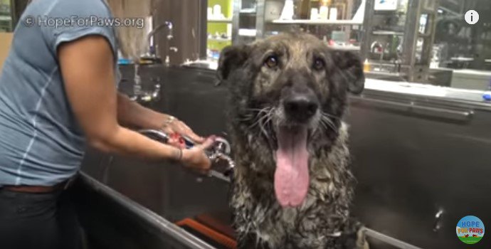 高齢の大型犬はとってもハンサムでチャーミング！新しい生活を楽しんでいます