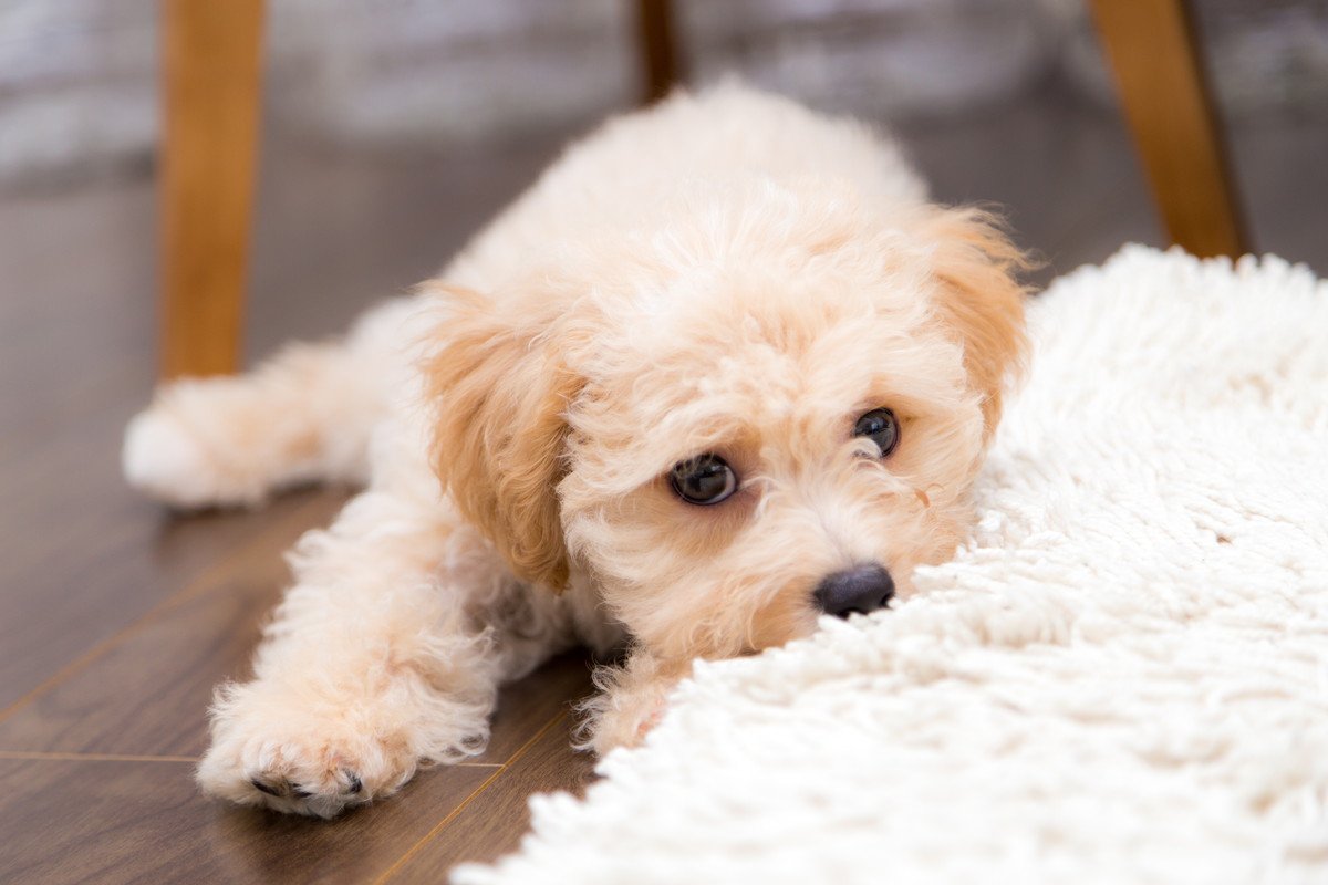 犬がプルプル震える理由５選！心理的・身体的な症状の見分け方と考えられる病気
