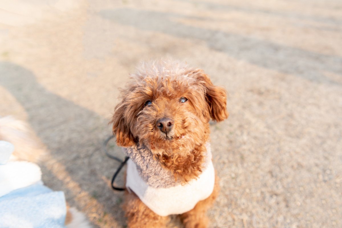 初対面の犬に絶対してはいけない『間違った挨拶』4選　その方法に「つい見ちゃうから気をつけよう」