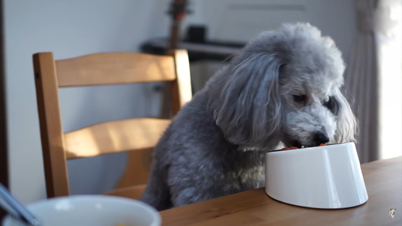 犬 × アラサー男性の朝食ルーティンが優雅すぎると話題に「朝ごはん私より豪華」「こんな賢いワンコ初めてみた」