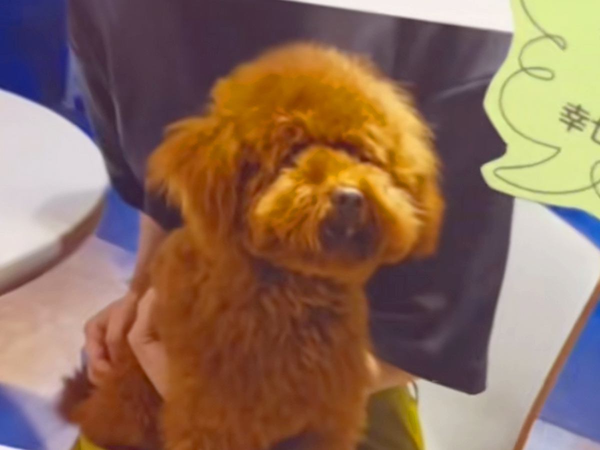 愛想がなく８ヶ月売れ残った『ボサボサ犬』→家族の反対を押し切って飼った結果…半年後の『嘘のような現在』が16万再生「待ってたんだね」