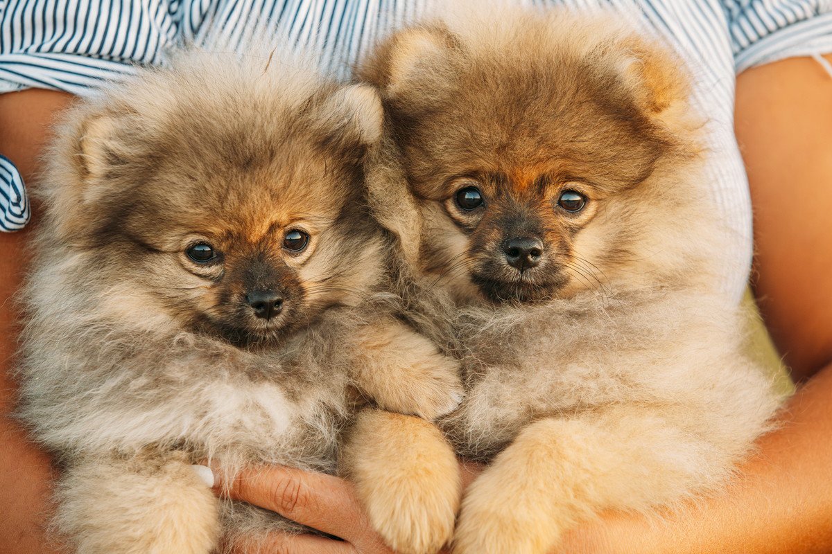 犬を飼うために必要なお金はどれくらい？小型〜大型犬までの目安や生涯で掛かる費用を徹底解説