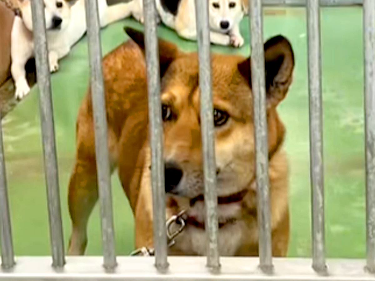 突然現れた『1匹の野良犬』→保健所に収容されて…1年後の『奇跡の物語』に感動の声「幸せそうな表情で泣いた…」「なんてお利口さんなの」