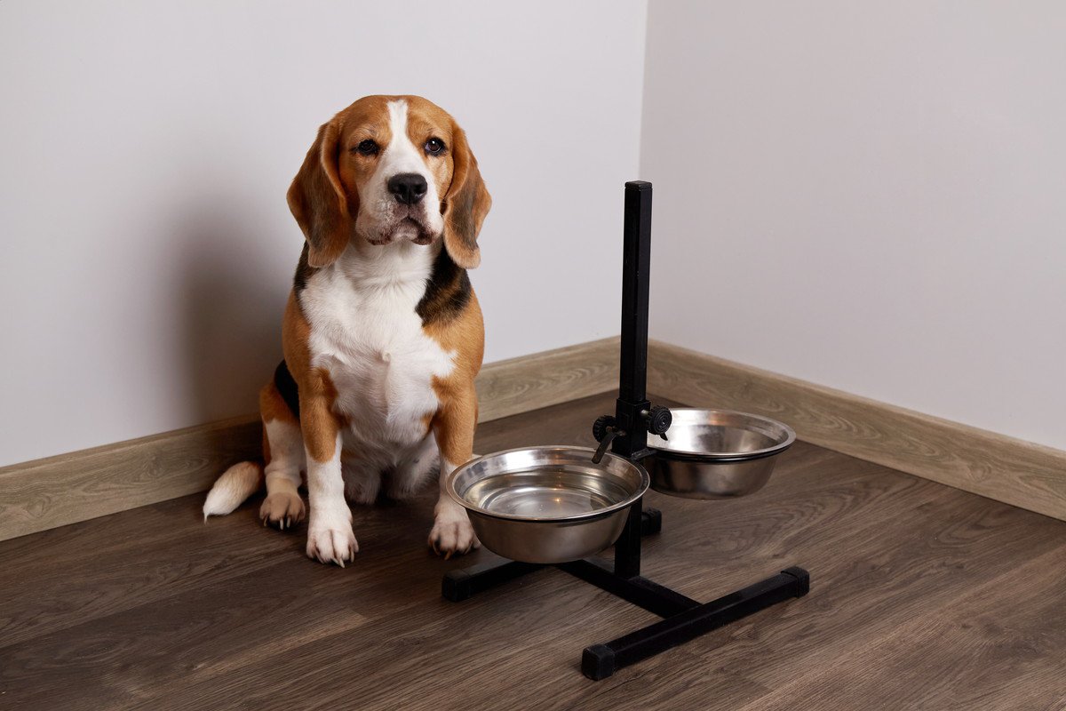 犬が『ご飯を欲しがっている』ときにみせるサイン7つ　愛犬からの要求にどう対応したらいいの？