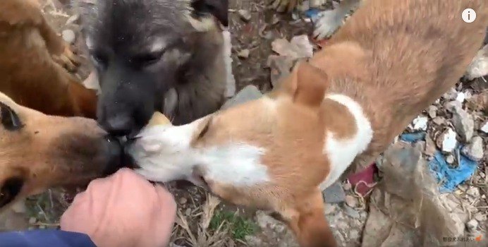 横取りされてばかりの野良犬にもクッキーを！