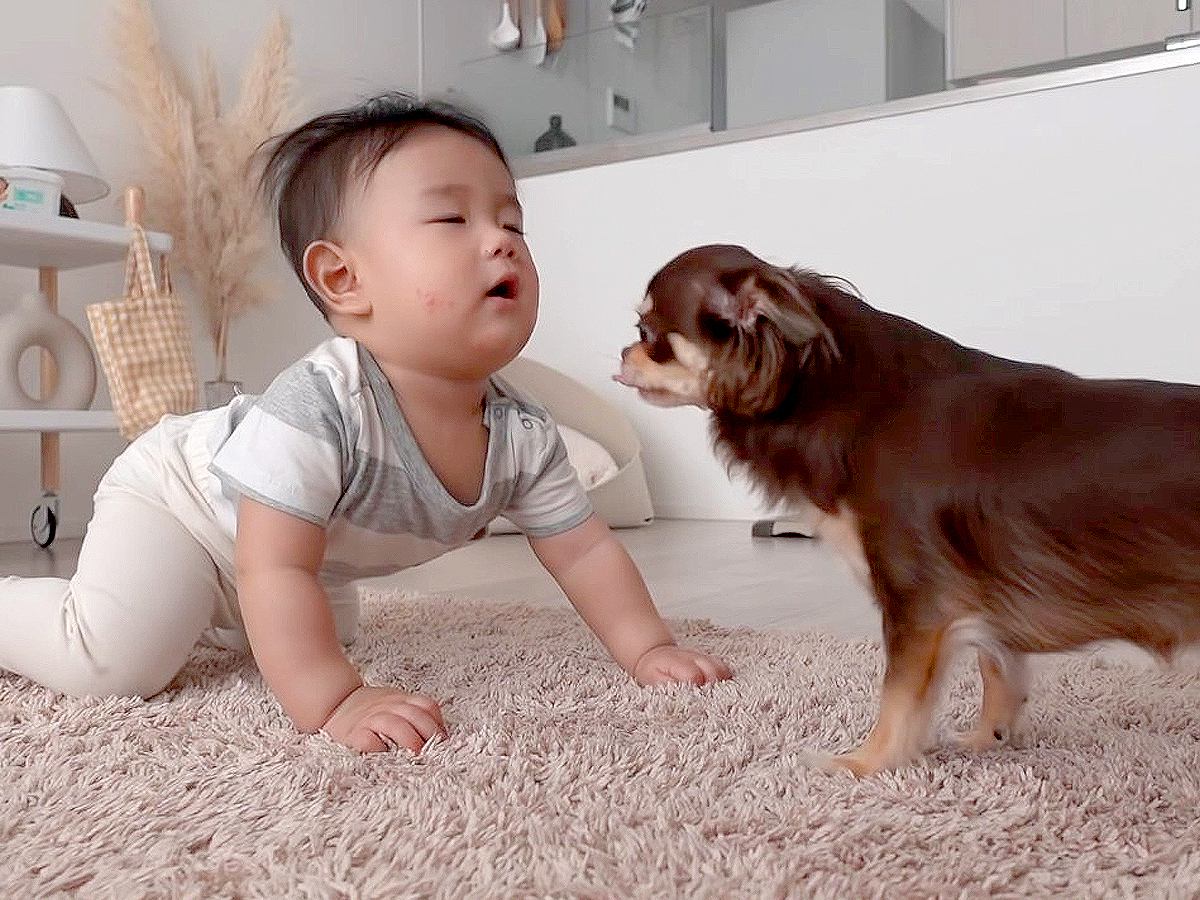 チワワの家に『赤ちゃんが遊びにきた』結果…何をされても怒らない姿に感動すると12万7000再生「優しすぎる」「家族やな」と悶絶の声