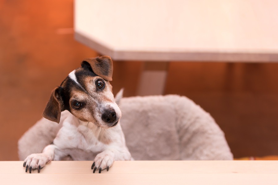 犬は飼い主に気を遣っている？