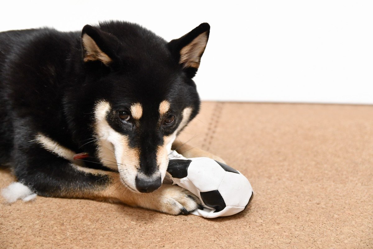 『自由奔放な犬』の特徴５つ　飼い方のコツや一緒に暮らす際の注意点まで解説