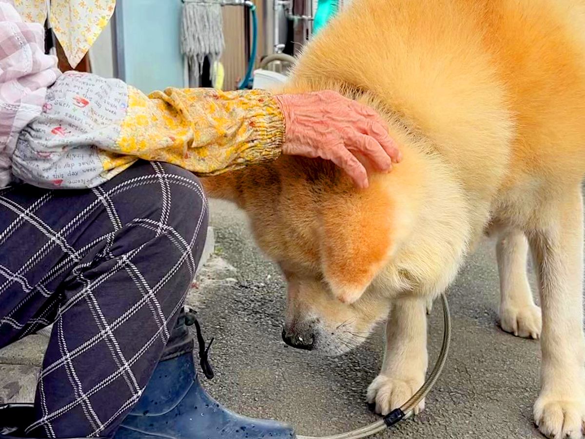 大好きなおばあちゃんに『なでなで』してもらったら、秋田犬が…気持ち良すぎて見せた『おかしな体勢』が21万再生「幸せな光景」「恍惚の表情」