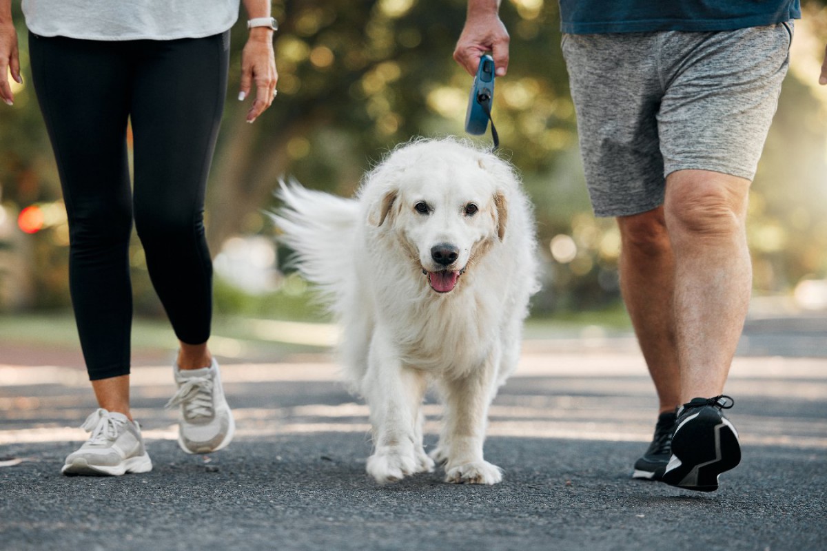 シニア犬（老犬）が散歩を嫌がる理由は？歩く必要性や楽しいお散歩のコツ