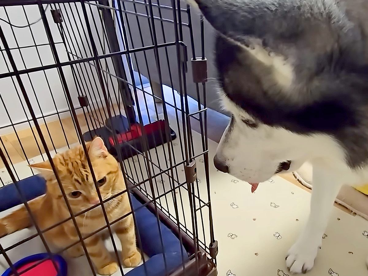 猫2匹が大喧嘩をするので、隔離した結果…犬たちがみせた『まさかの行動』が10万再生「運命共同体」「なんて過保護な犬」「優しい世界」の声