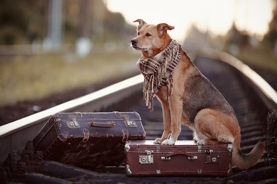 犬の脱走癖をなおすには？主な原因とやめさせるしつけ方