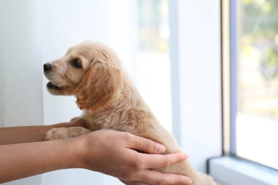 【あるある】犬を一度飼うとまた犬を飼いたくなる心理４つ