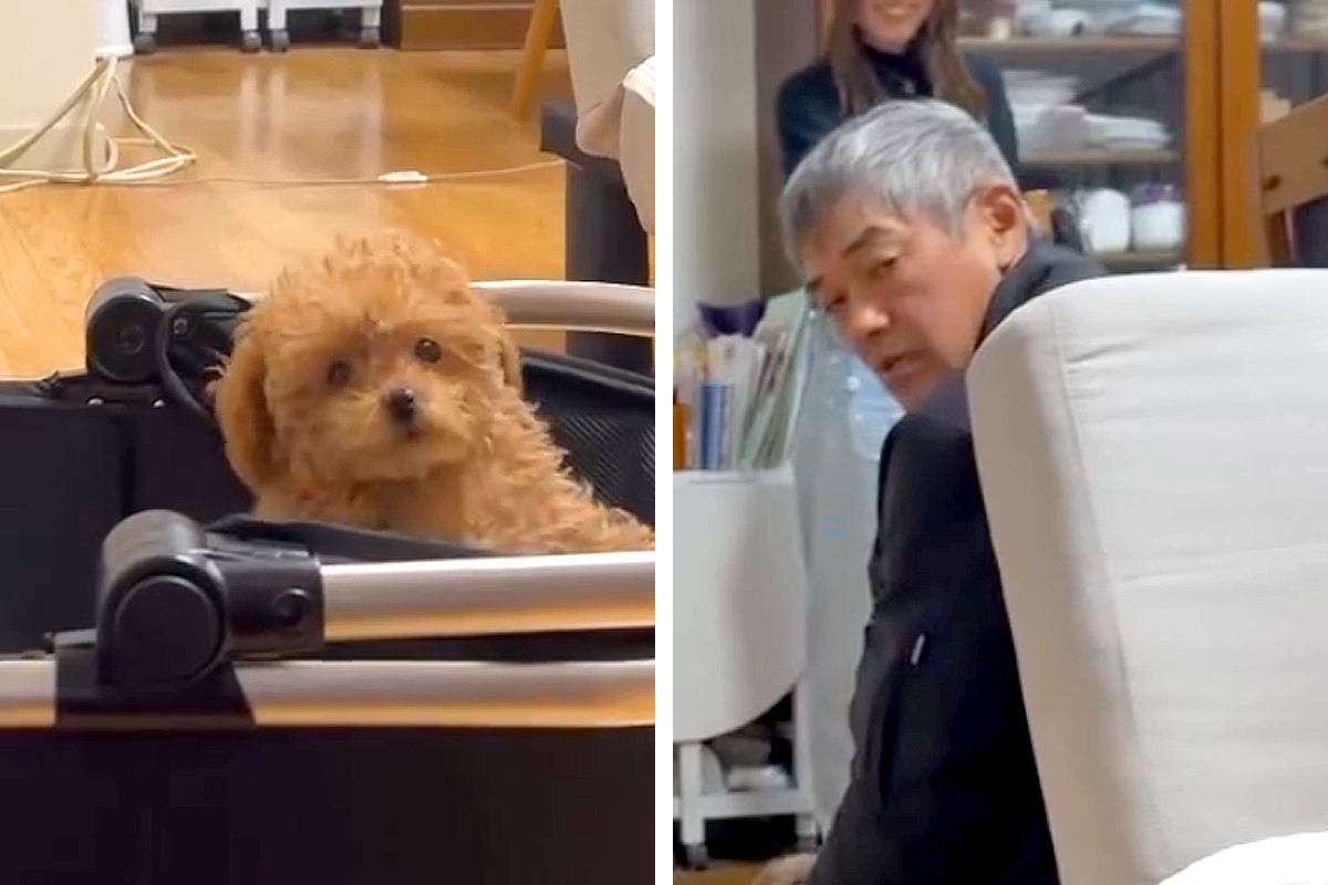 父に内緒で『極小の赤ちゃん犬』を飼った結果→帰宅しても気付かずに…発見した瞬間の『まさかの反応』が66万再生「お父さん可愛いｗ」「最高」