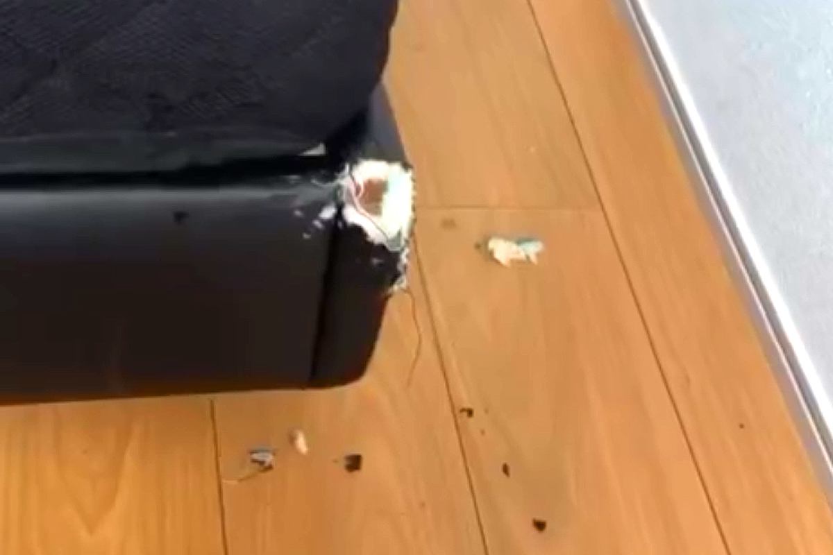 ベッドが破壊されていたので、犬を叱ろうとした結果→なぜか『妹犬』に…怒るに怒れない『まさかの光景』が25万再生「かわいい」「あちゃーｗ」