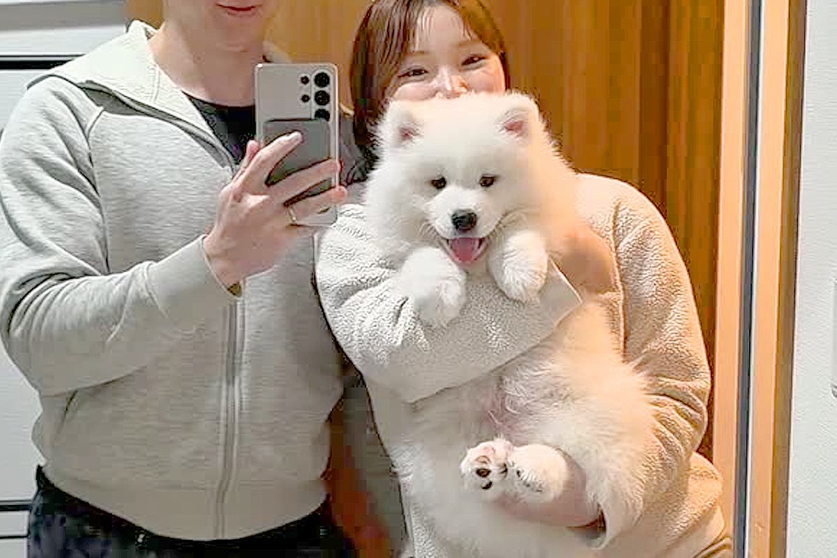 軽々と抱っこできていた赤ちゃん犬→10ヶ月後…1歳になった姿が『あまりにもデカすぎる』と80万再生「どんどんもふもふに」「成長速度やばい」