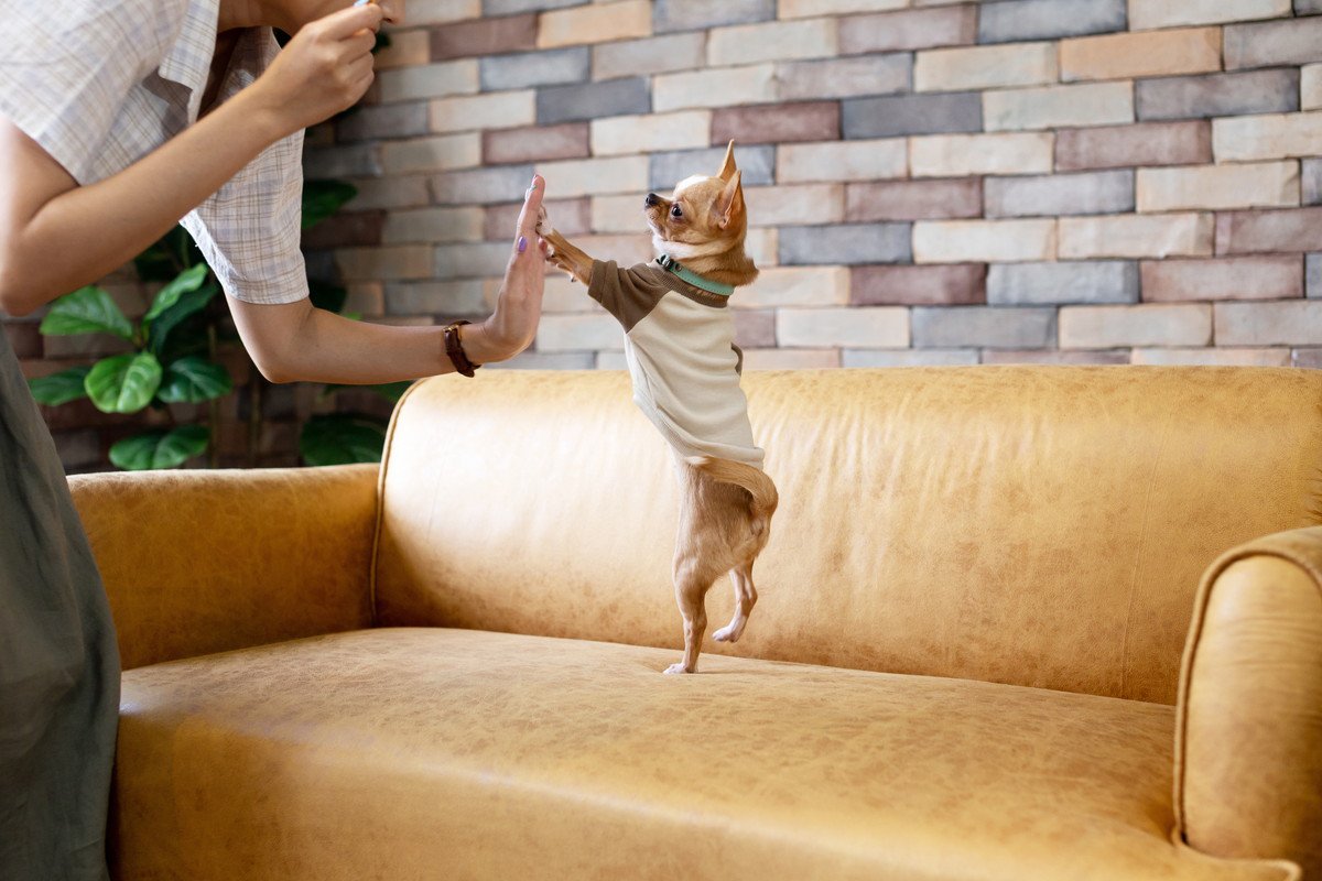 犬がぴょんぴょん『跳ねる』のは危険？ジャンプが引き起こす4つのトラブルから対処法まで