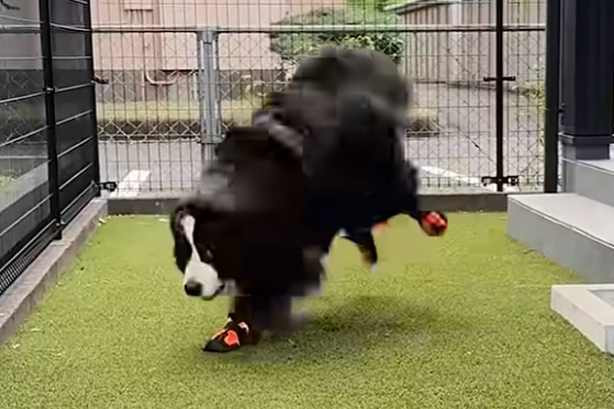超大型犬が『初めて靴を履いた』結果→ぎこちない歩き方になってしまい…可愛くて面白い『動き』に反響「ドタドタアンヨが可愛い」「お利口さん」