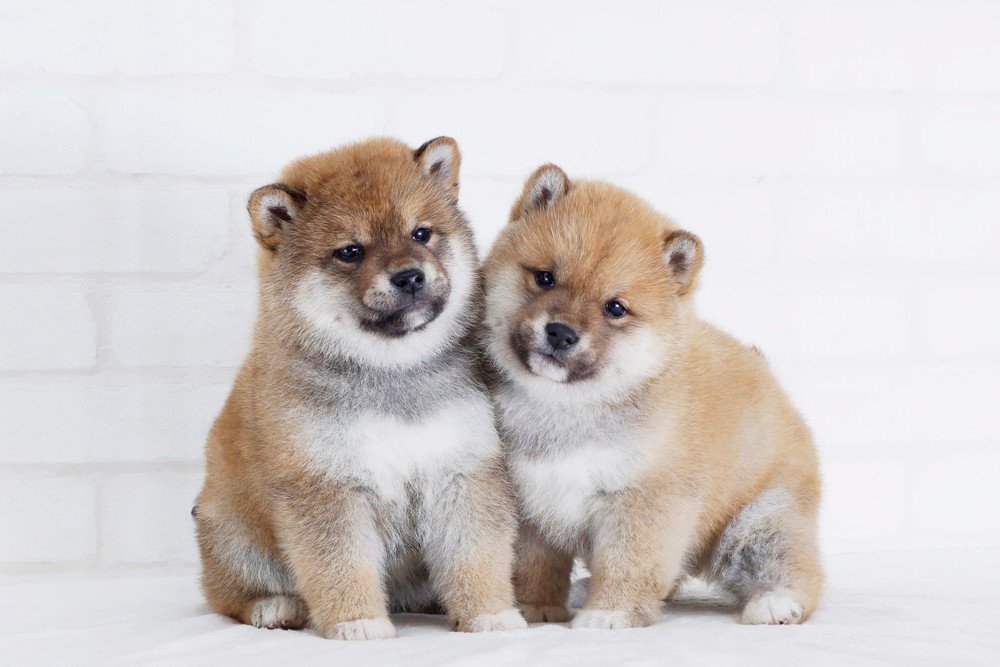 柴犬の子犬の価格はいくら？豆柴や小豆柴の値段と相場もあわせて解説