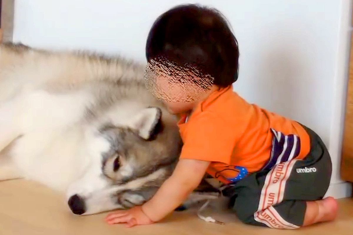 1歳の男の子が『大型犬のモフモフが最高なこと』に気付いてしまった結果→あまりにも尊い光景が23万再生「可愛すぎる」「ニヤニヤ止まらない」