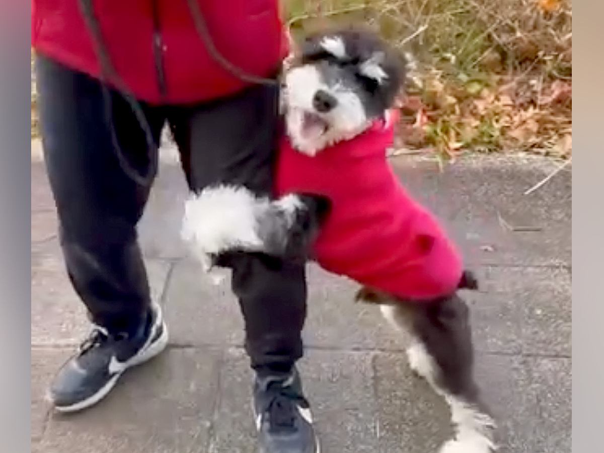 ビビリで人の足にしがみついていた『怖がりの犬』→先輩犬にトレーニングしてもらった結果…まさかの『別犬のような現在』に反響「ステキすぎる」