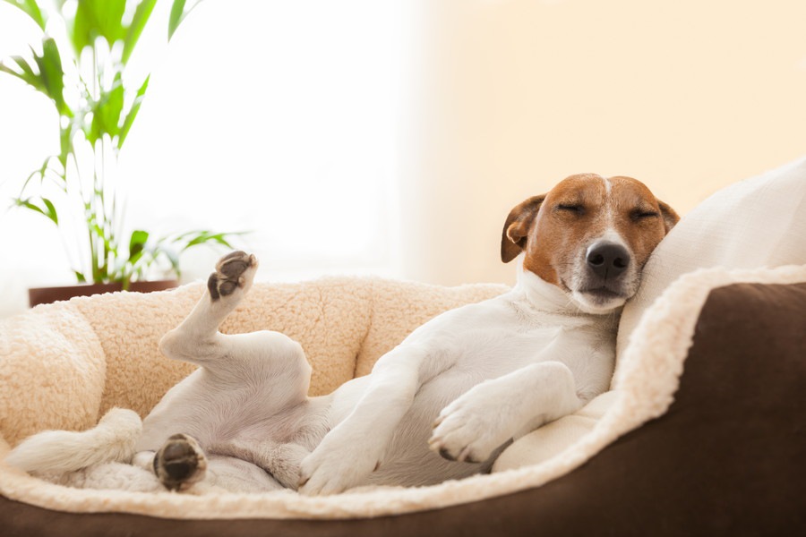 犬との生活に役立つライフハック９つ