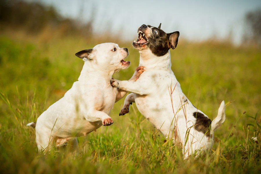 多頭飼いで犬同士が喧嘩をする原因とは？やりたい対処法まで