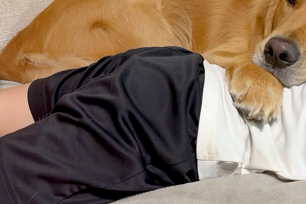 32キロの大型犬→もう3歳なのに、朝から甘えん坊して…『自分はまだ赤ちゃんだ』と勘違いしている光景が55万再生「可愛い」「尊すぎて泣く」