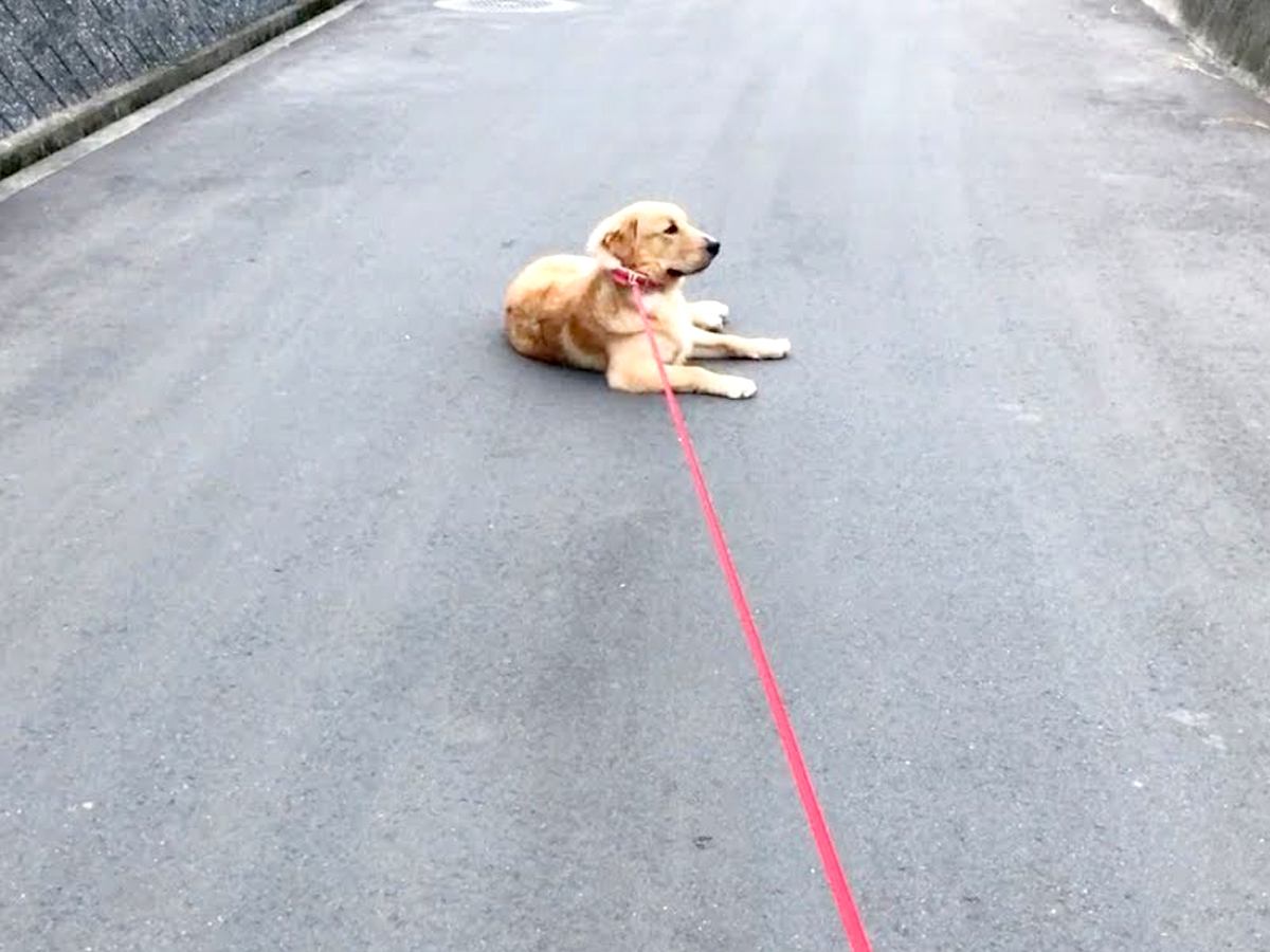 飼い主が『大型犬にナメられまくった』結果…思った以上の『散歩拒否』が47万再生「感情がわかりやすいｗ」「ギリギリのワガママで草」と爆笑