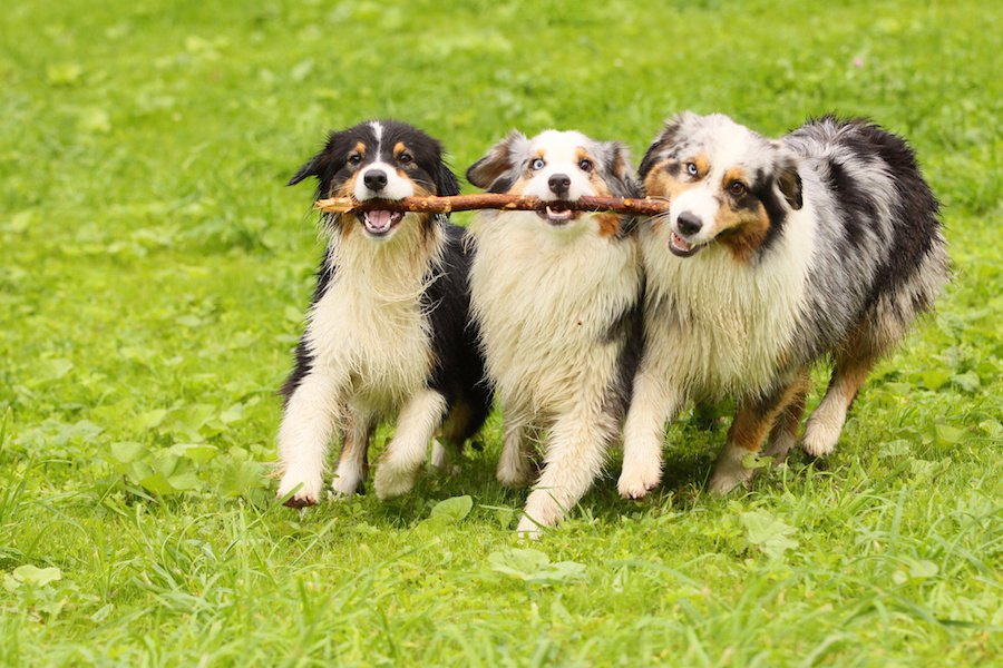 犬の多頭飼いに相性のいい組み合わせはあるの？