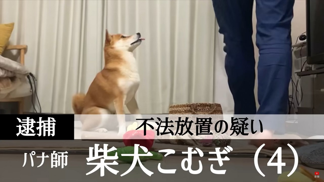 被害者もニッコリ…柴犬が犯した"罪"とは？裁判所が出した答えが『犬サイド過ぎる』と6万再生「電車で見るべきではなかった」爆笑の声