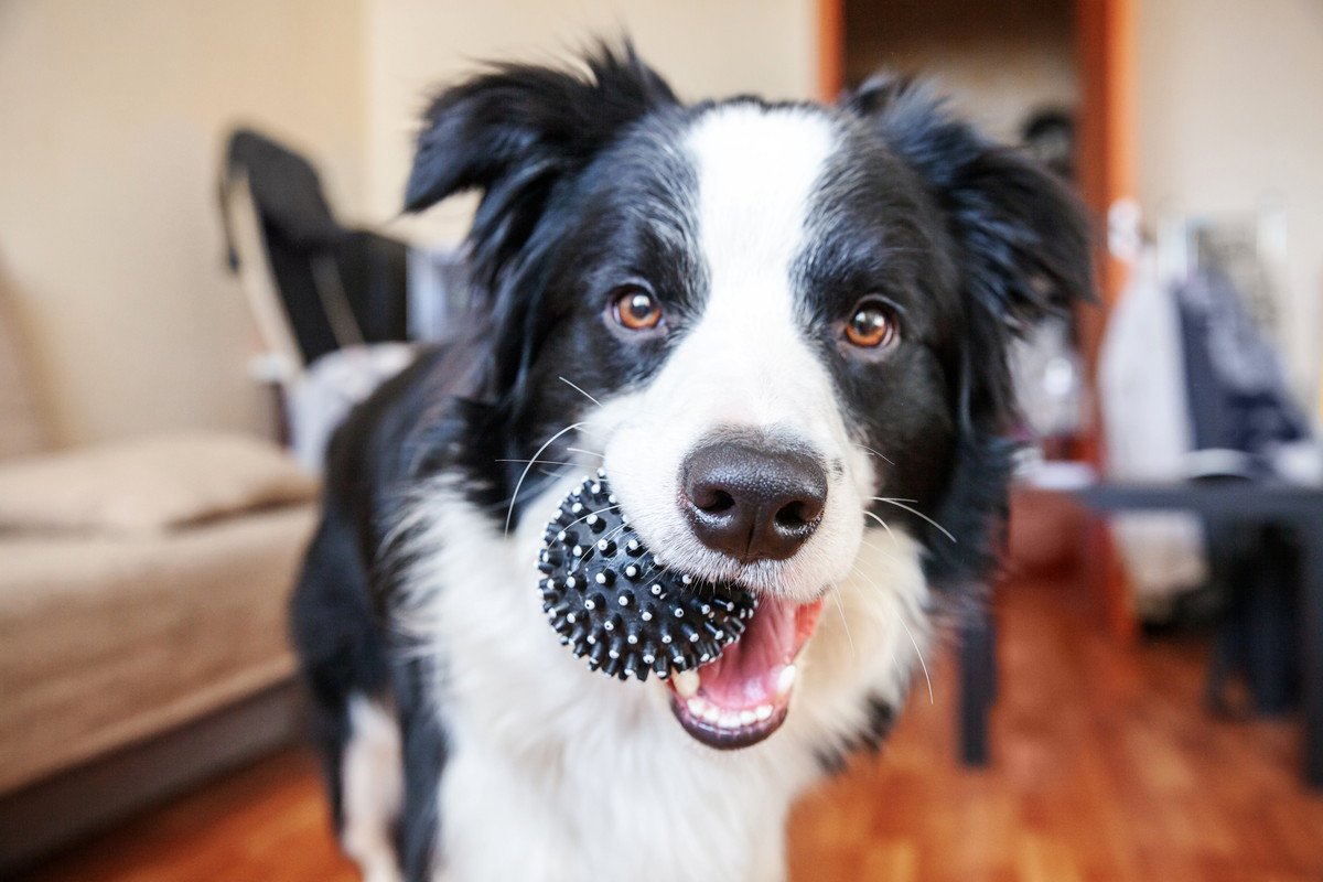 『いかないで！』犬が飼い主の外出を止めている行動6つ