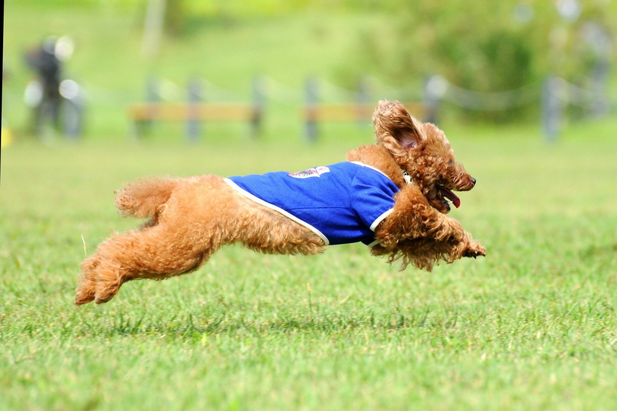 犬が『運動不足』になっている時の症状5選！危険な状態や改善する方法などを解説