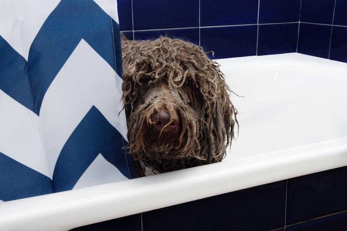 犬が『お風呂に入りたくない！』と言っているサイン2選　その対策に「テンションも大事かも」「試してみよう」